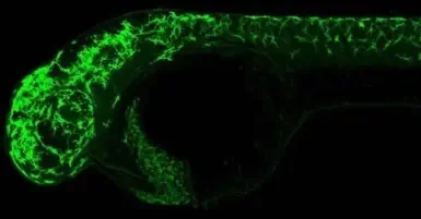 IHC - Wholemount - Anti-PDHA1 antibody (AB97352)