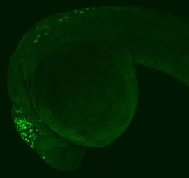 IHC - Wholemount - Anti-PDHA1 antibody (AB97352)