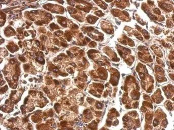 Immunohistochemistry (Formalin/PFA-fixed paraffin-embedded sections) - Anti-PDHA1 antibody (AB97352)