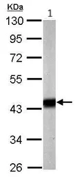 Western blot - Anti-PDHA1 antibody (AB97352)
