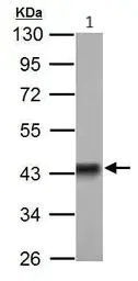 Western blot - Anti-PDHA1 antibody (AB97352)