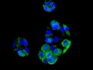 Immunocytochemistry/ Immunofluorescence - Anti-PDHA1 antibody [EPR11098] (AB168379)