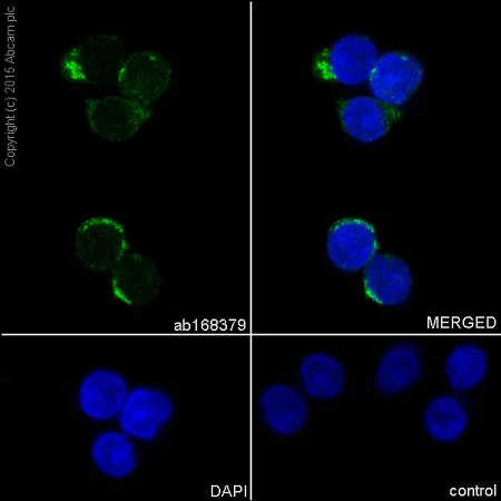 Immunocytochemistry/ Immunofluorescence - Anti-PDHA1 antibody [EPR11098] (AB168379)