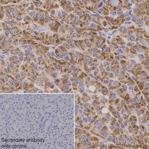 Immunohistochemistry (Formalin/PFA-fixed paraffin-embedded sections) - Anti-PDHA1 antibody [EPR11098] (AB168379)