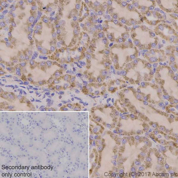 Immunohistochemistry (Formalin/PFA-fixed paraffin-embedded sections) - Anti-PDHA1 antibody [EPR11098] (AB168379)
