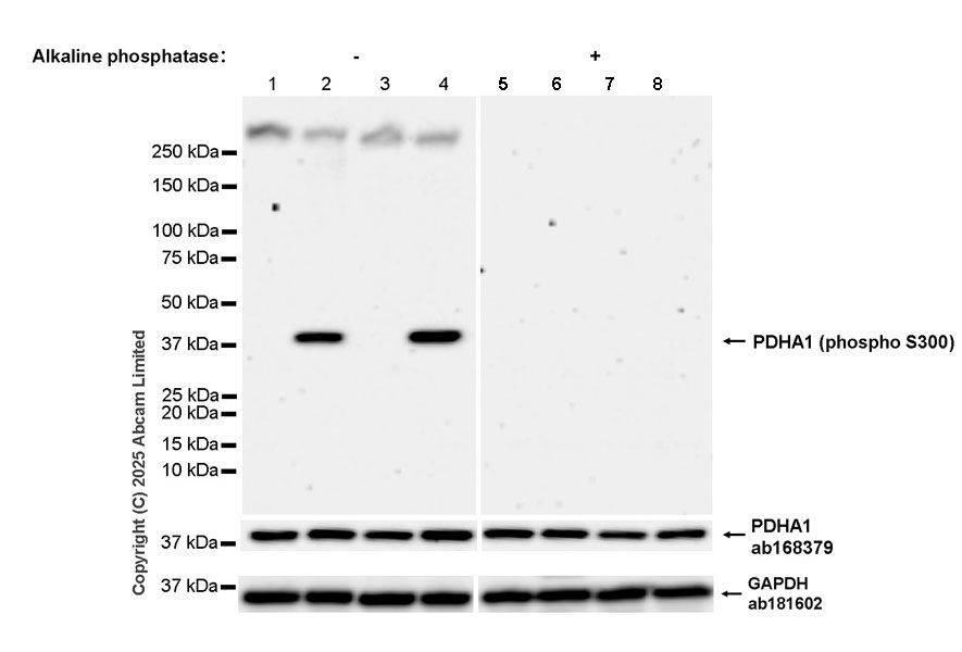 Western blot - Anti-PDHA1 antibody [EPR11098] (ab168379), expandable thumbnail