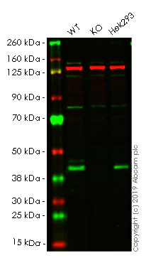Western blot - Anti-PDHA1 antibody [EPR11098] (AB168379)