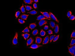 Immunocytochemistry/ Immunofluorescence - Anti-PDHA1 antibody [EPR11099] (AB155096)