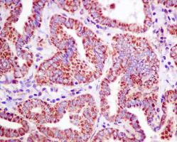 Immunohistochemistry (Formalin/PFA-fixed paraffin-embedded sections) - Anti-PDHA1 antibody [EPR11099] - BSA and Azide free (AB249188)