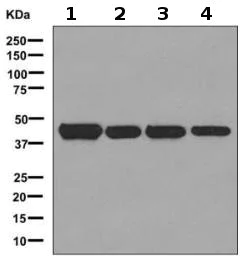 Western blot - Anti-PDHA1 antibody [EPR11099] - BSA and Azide free (AB249188)
