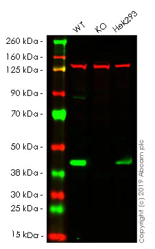 Western blot - Anti-PDHA1 antibody [EPR11099] - BSA and Azide free (AB249188)
