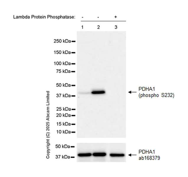 Western blot - Anti-PDHA1 (phospho S232) antibody [EPR29825-102] (AB325169)