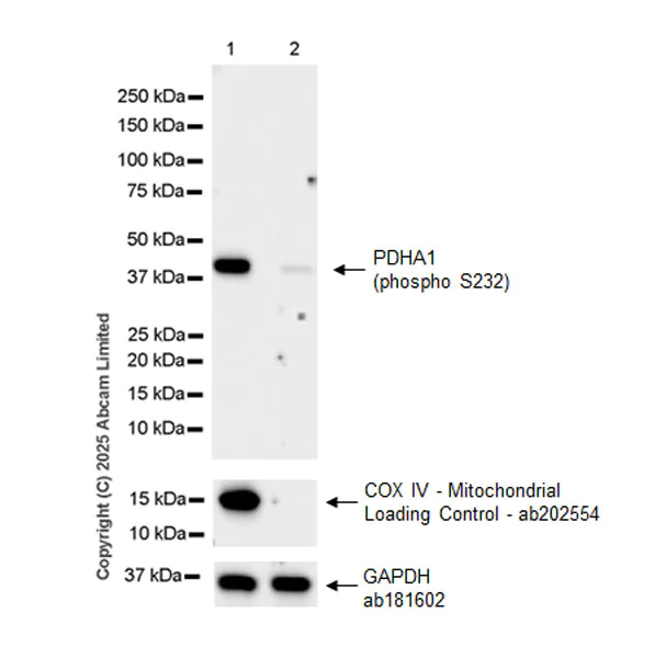 Western blot - Anti-PDHA1 (phospho S232) antibody [EPR29825-102] (AB325169)