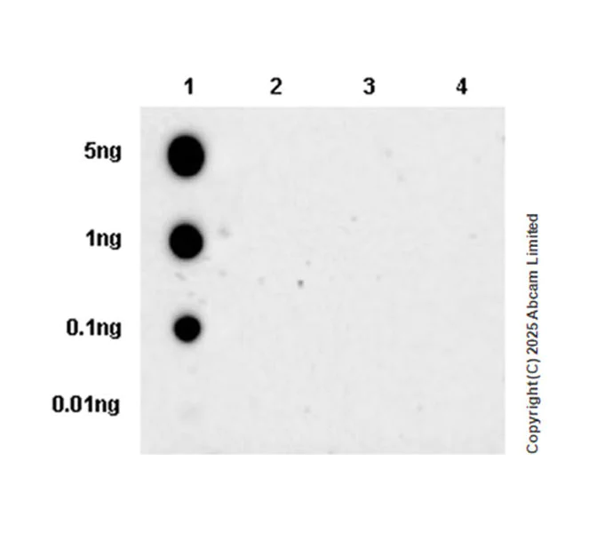 Dot Blot - Anti-PDHA1 (phospho S232) antibody [EPR29825-102] – BSA and Azide free (AB325184)