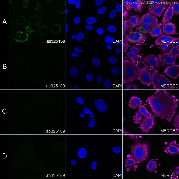 Immunocytochemistry/ Immunofluorescence - Anti-PDHA1 (phospho S232) antibody [EPR29825-102] – BSA and Azide free (AB325184)