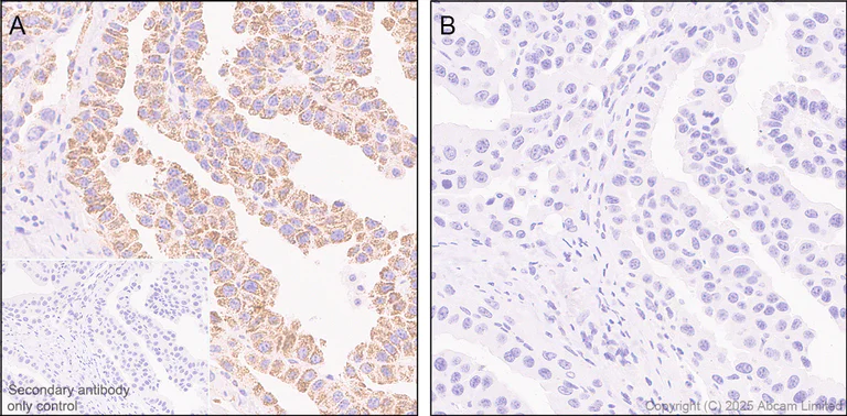 Immunohistochemistry (Formalin/PFA-fixed paraffin-embedded sections) - Anti-PDHA1 (phospho S232) antibody [EPR29825-102] – BSA and Azide free (AB325184)