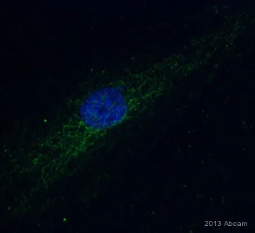 Immunocytochemistry/ Immunofluorescence - Anti-PDHA1 (phospho S293) antibody (AB92696)