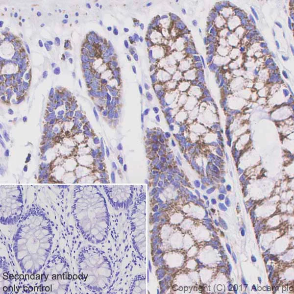 Immunohistochemistry (Formalin/PFA-fixed paraffin-embedded sections) - Anti-PDHA1 (phospho S293) antibody [EPR12200] (AB177461)
