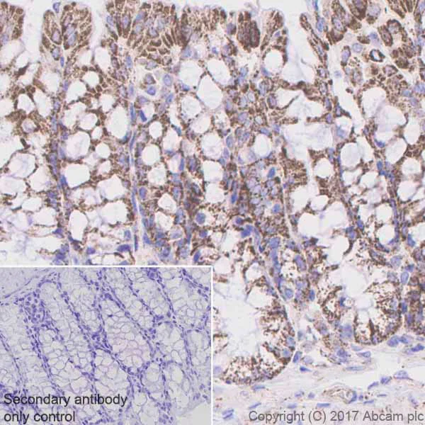 Immunohistochemistry (Formalin/PFA-fixed paraffin-embedded sections) - Anti-PDHA1 (phospho S293) antibody [EPR12200] (AB177461)