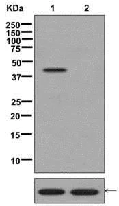 Western blot - Anti-PDHA1 (phospho S293) antibody [EPR12200] (AB177461)