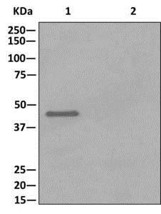 Western blot - Anti-PDHA1 (phospho S293) antibody [EPR12200] (AB177461)