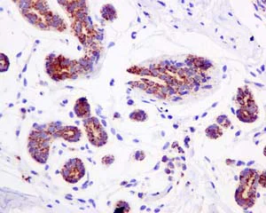 Immunohistochemistry (Formalin/PFA-fixed paraffin-embedded sections) - Anti-PDHA1 (phospho S293) antibody [EPR12200] - BSA and Azide free (AB227565)