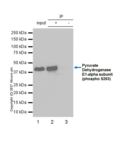 Immunoprecipitation - Anti-PDHA1 (phospho S293) antibody [EPR12200] - BSA and Azide free (AB227565)