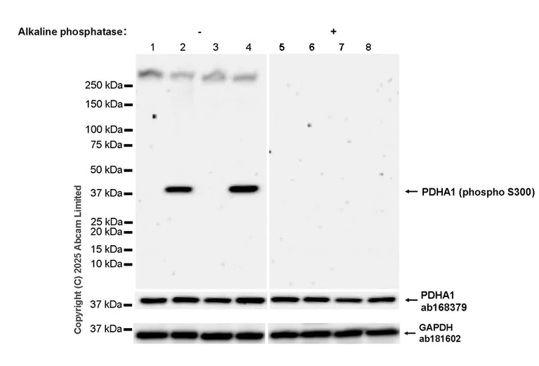 Western blot - Anti-PDHA1 (phospho S300) antibody [EPR29824-87] (AB324265)
