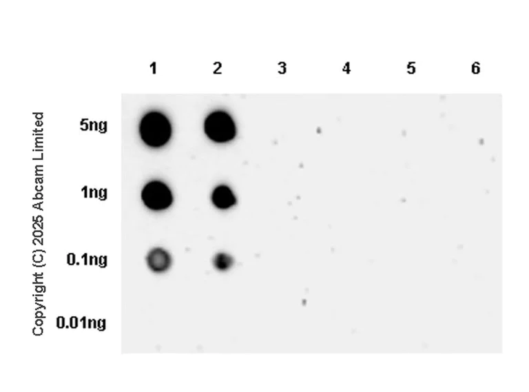 Dot Blot - Anti-PDHA1 (phospho S300) antibody [EPR29824-87] - BSA and Azide free (AB324275)