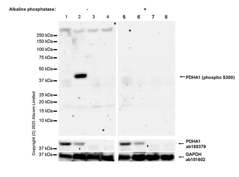Western blot - Anti-PDHA1 (phospho S300) antibody [EPR29824-87] - BSA and Azide free (AB324275)