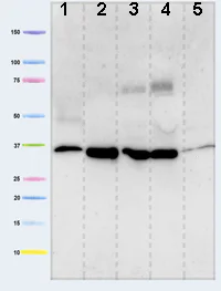 Western blot - Anti-PDHB antibody [17A5E2H8] (AB110331)