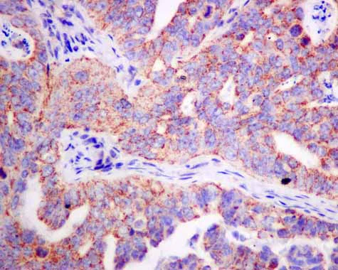 Immunohistochemistry (Formalin/PFA-fixed paraffin-embedded sections) - Anti-PDHB antibody [EPR11096(B)] - BSA and Azide free (AB249208)