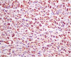 Immunohistochemistry (Formalin/PFA-fixed paraffin-embedded sections) - Anti-PDHB antibody [EPR11096(B)] - BSA and Azide free (AB249208)