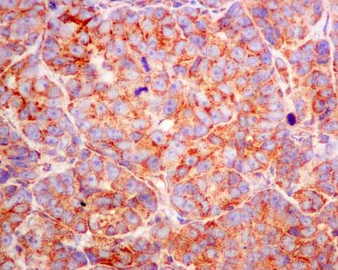 Immunohistochemistry (Formalin/PFA-fixed paraffin-embedded sections) - Anti-PDHB antibody [EPR11096(B)] - BSA and Azide free (AB249208)