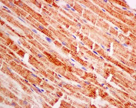 Immunohistochemistry (Formalin/PFA-fixed paraffin-embedded sections) - Anti-PDHB antibody [EPR11096(B)] - BSA and Azide free (AB249208)