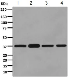 Western blot - Anti-PDHB antibody [EPR11096(B)] - BSA and Azide free (AB249208)