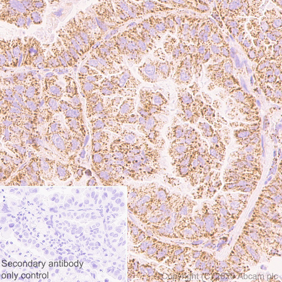 Immunohistochemistry (Formalin/PFA-fixed paraffin-embedded sections) - Anti-PDHB antibody [EPR11097(B)] (AB155996), expandable thumbnail