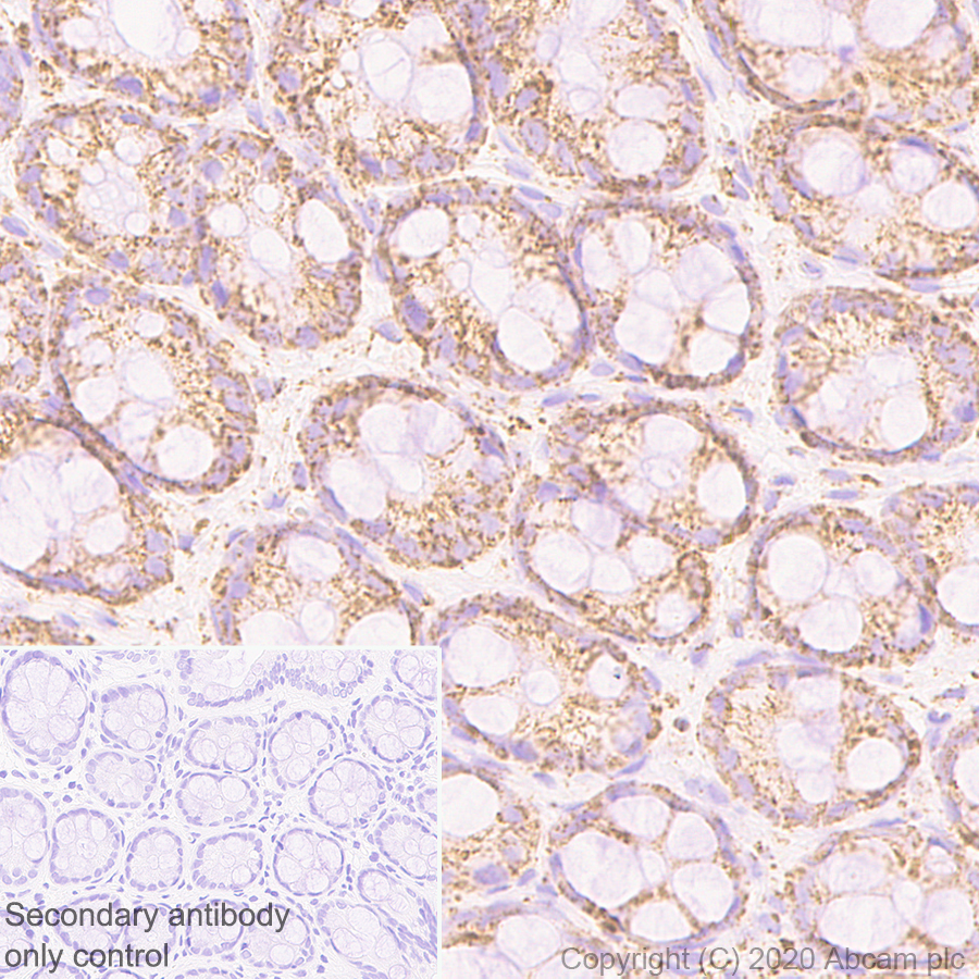 Immunohistochemistry (Formalin/PFA-fixed paraffin-embedded sections) - Anti-PDHB antibody [EPR11097(B)] (AB155996), expandable thumbnail
