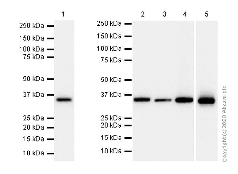 Western blot - Anti-PDHB antibody [EPR11097(B)] (AB155996), expandable thumbnail