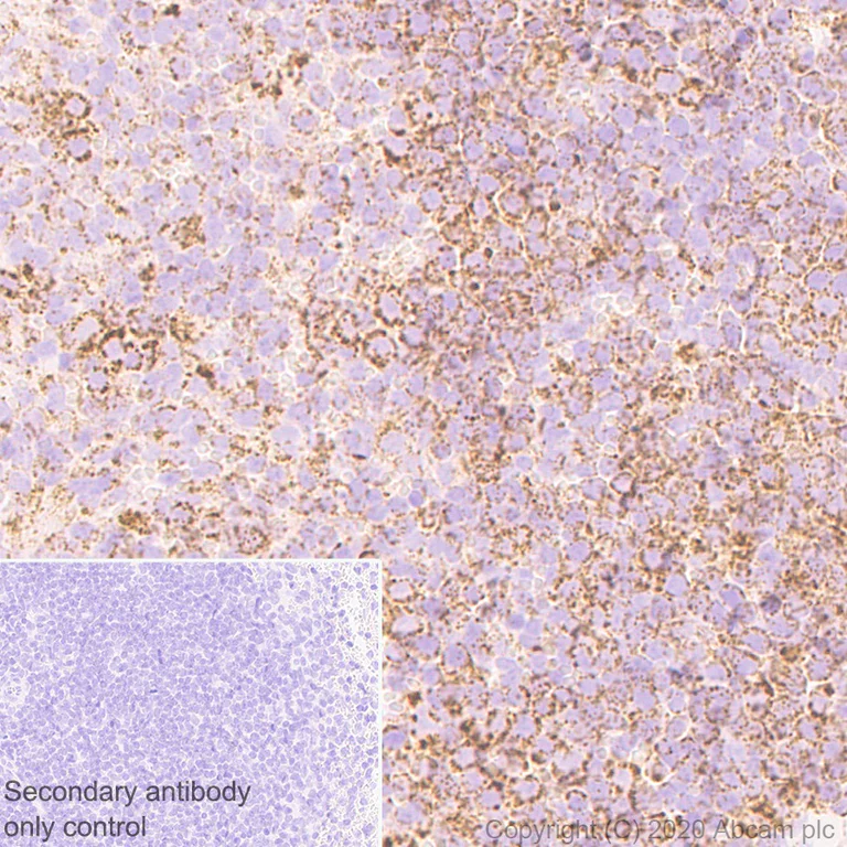 Immunohistochemistry (Formalin/PFA-fixed paraffin-embedded sections) - Anti-PDHB antibody [EPR11097(B)] - BSA and Azide free (AB249239)