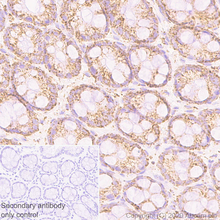 Immunohistochemistry (Formalin/PFA-fixed paraffin-embedded sections) - Anti-PDHB antibody [EPR11097(B)] - BSA and Azide free (AB249239)