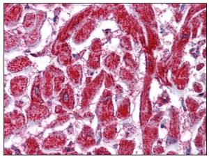 Immunohistochemistry (Formalin/PFA-fixed paraffin-embedded sections) - Anti-PDIA2/PDIP antibody (AB110195), expandable thumbnail