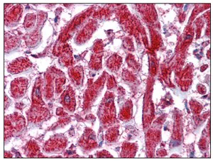Immunohistochemistry (Formalin/PFA-fixed paraffin-embedded sections) - Anti-PDIA2/PDIP antibody (AB110195)