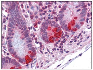 Immunohistochemistry (Formalin/PFA-fixed paraffin-embedded sections) - Anti-PDIA2/PDIP antibody (AB110195)