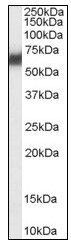 Western blot - Anti-PDIA2/PDIP antibody (AB110195), expandable thumbnail