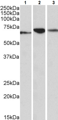 Western blot - Anti-PDIA2/PDIP antibody (AB223520)