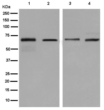 Western blot - Anti-PDIA2/PDIP antibody [EPR12212] - BSA and Azide free (AB250264)