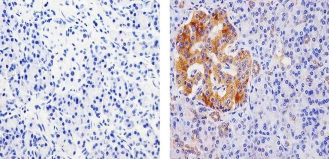 Immunohistochemistry paraffin embedded sections - Anti-PDIA2/PDIP antibody [RP23040009] (AB307986)