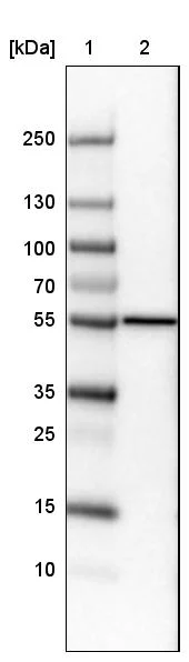Western blot - Anti-PDIA3 Antibody [CL2446] (AB327107)