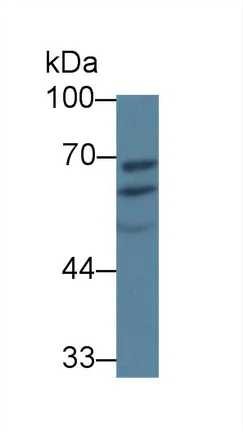 Western blot - Anti-PDIA5 antibody (AB232979)